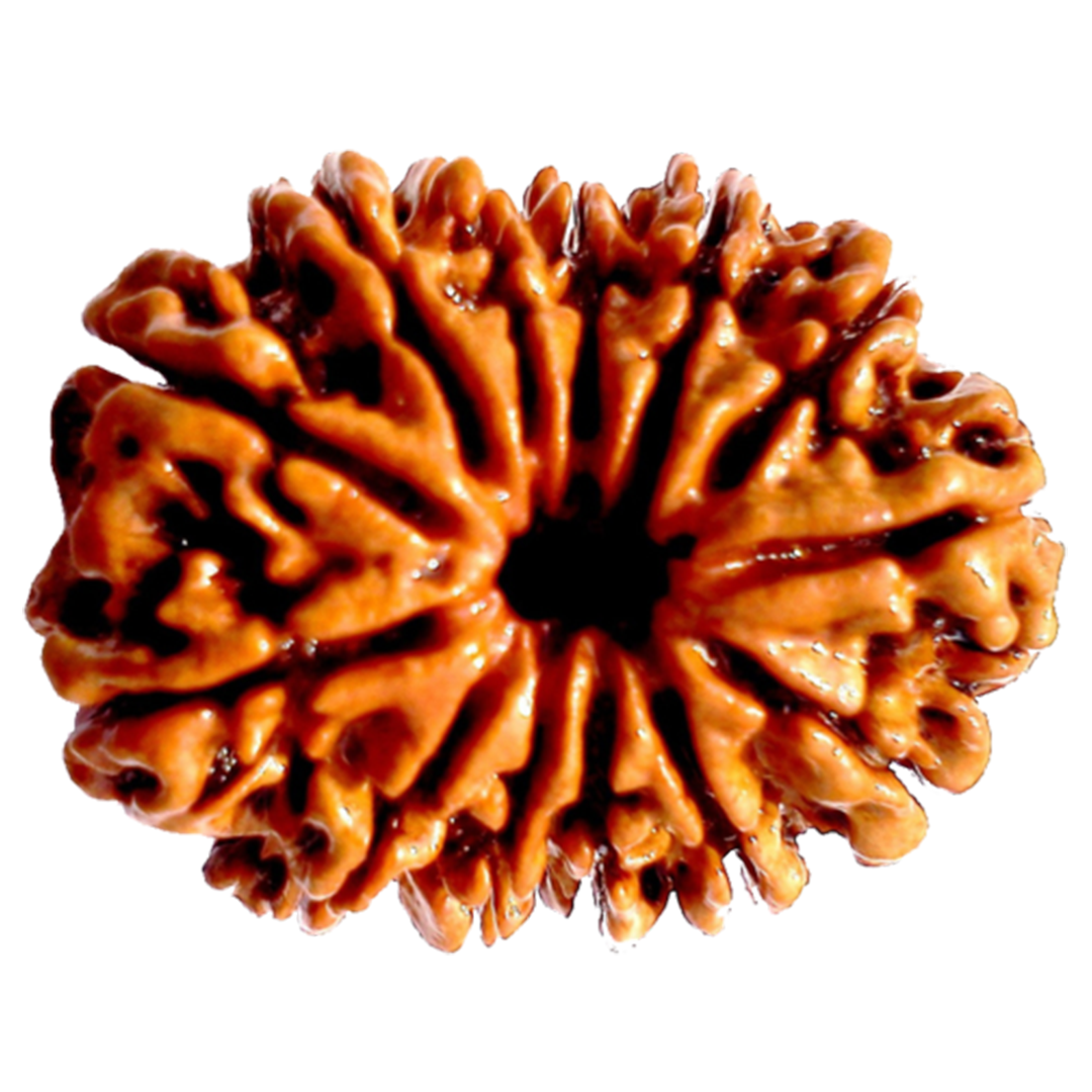 Rudraksha 11 Mukhi Bead