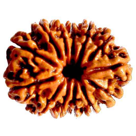 Rudraksha 11 Mukhi Bead