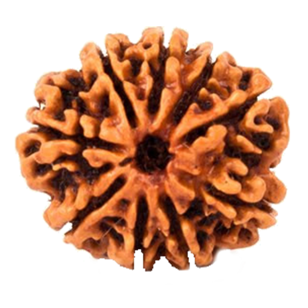 9 Mukhi Bead