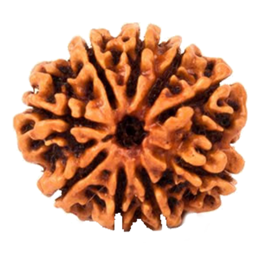 9 Mukhi Bead