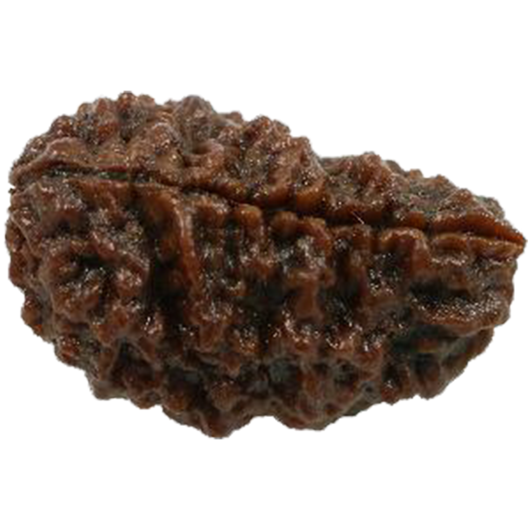 1Mukhi Bead