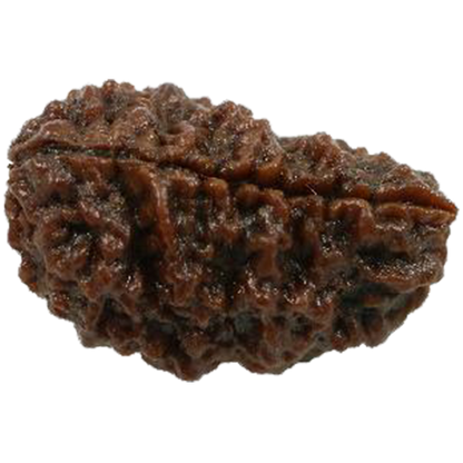 1Mukhi Bead