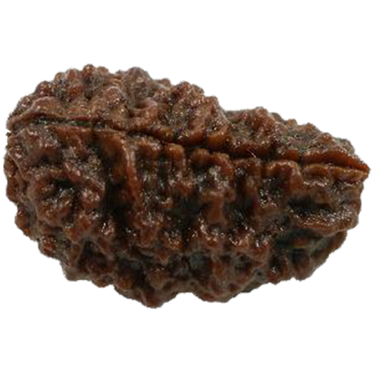 1Mukhi Bead