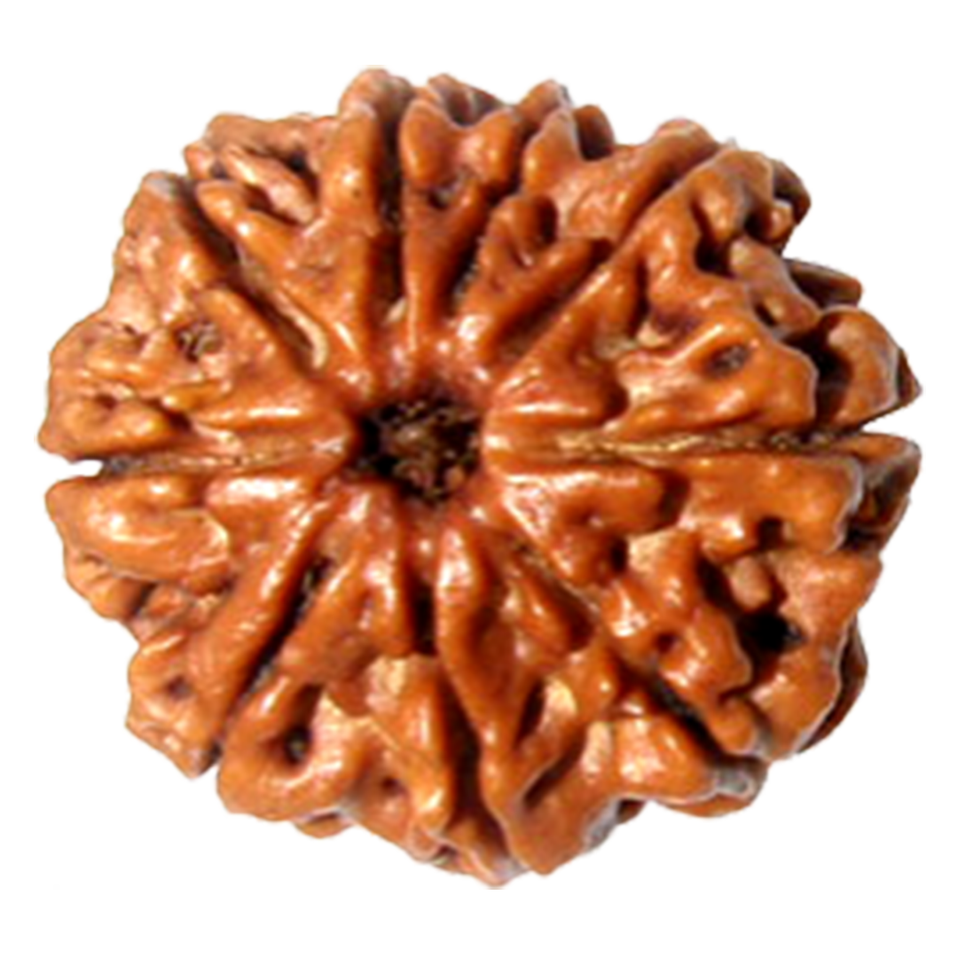 Rudraksha 10 Mukhi Bead