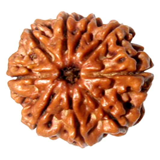 Rudraksha 10 Mukhi Bead
